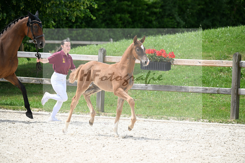 Kat-Nr. 19 Benicio x Feenkoenig XX_HF_Eder_15250519 | hf-fotografie - Realizzato con Pictrs.com