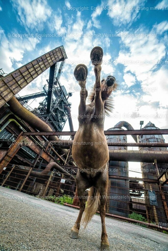 20160517_Pony_in_Industrieanlage_0005 | Foto: Thomas Hartig
