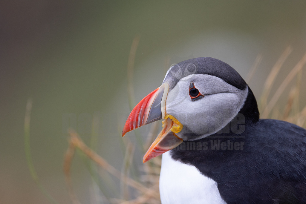 R5NF0320-20230719 | Der Papageitaucher – auch Papageientaucher oder Puffin genannt – ist eine Vogelart aus der Familie der Alkenvögel. Die Art brütet in Erdhöhlen an und auf Klippen oder an deren Fuß im Nordatlantik sowie im westlichen Nordpolarmeer. - Realisiert mit Pictrs.com
