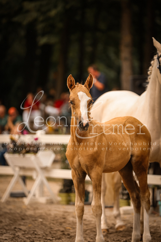 SaPA00253 | Leoni Ertmer Photography - Realisiert mit Pictrs.com
