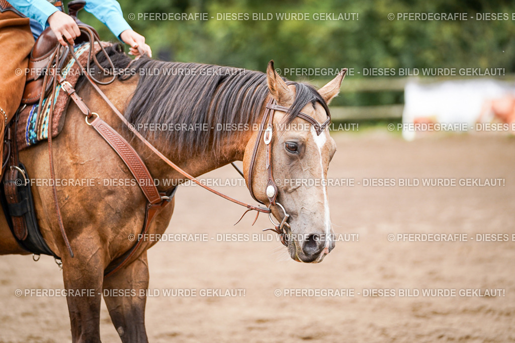 DSC08167 | Pferdegrafie