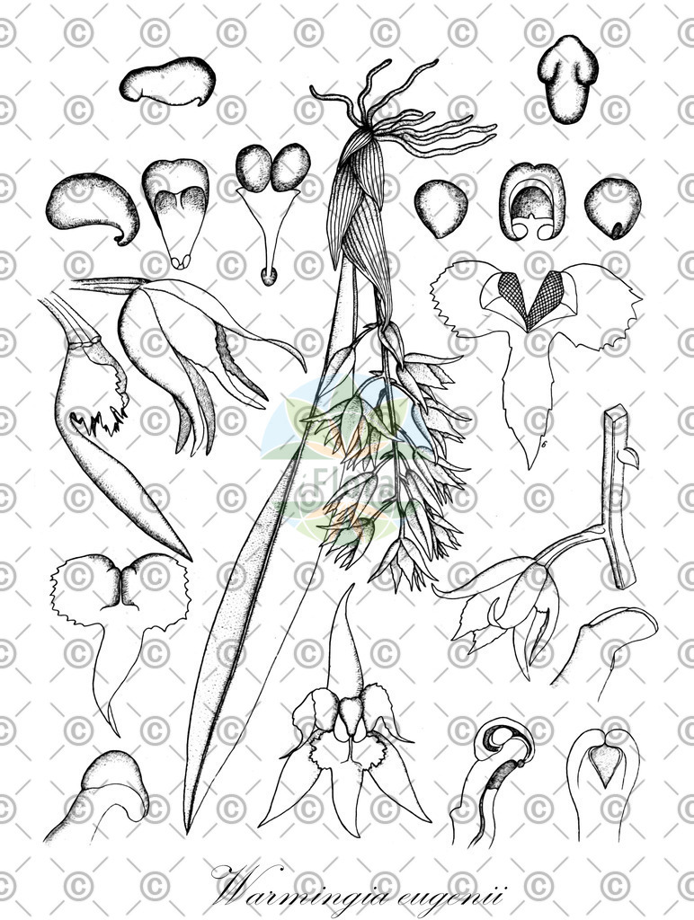 HistAbb_wfo-4000040546_1_ENZY_Simple | Historische Abbildung von Warmingia eugenii - Orchidaceae | Historical Illustration of Warmingia eugenii - Orchidaceae