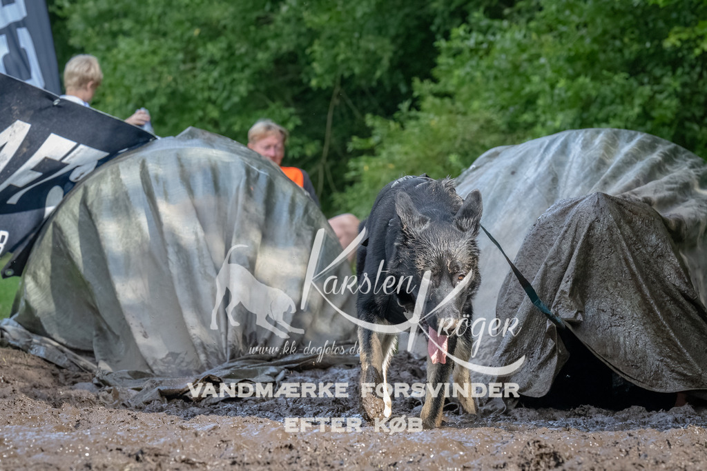 1709_ZZ91341-Bearbeitet | kk-dogfotos