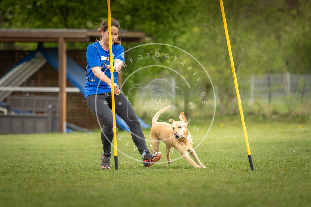Pfotenfotografie_DV3A0019 | Hundefotografie, Tierfotograf, Pfotenfotografie, Fotoshooting Hund, Hunde Portrait, Hundesport, Hundeportraits, Heideshooting, Hunde, Sportfotograf, Hundefotograf, Turnierhundsport, THS,  - Realisiert mit Pictrs.com