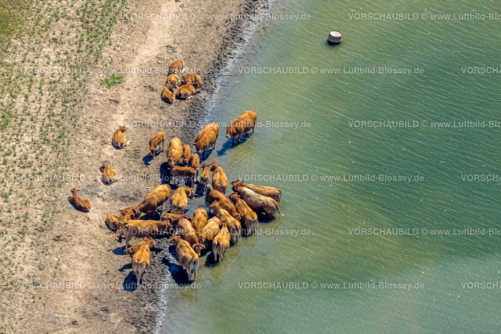 Voerde220702841 | Luftbild, Kühe suchen Abkühlung am Fluss Rhein, Rheinvorland zwischen Mehrum und Emmelsum, Spellen, Voerde, Ruhrgebiet, Nordrhein-Westfalen, Deutschland