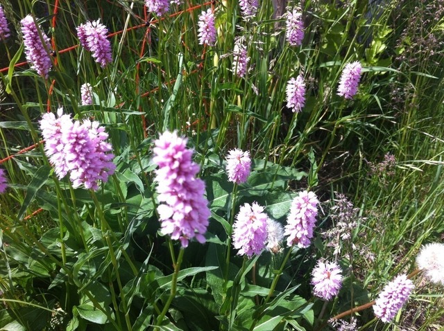 Wiesenknöterich | Verkauf von Fotos und  Videoclips zumThema Natur.Motive sind Pflanzen, Tiere, Landschaftenund Wetter - Realisiert mit Pictrs.com