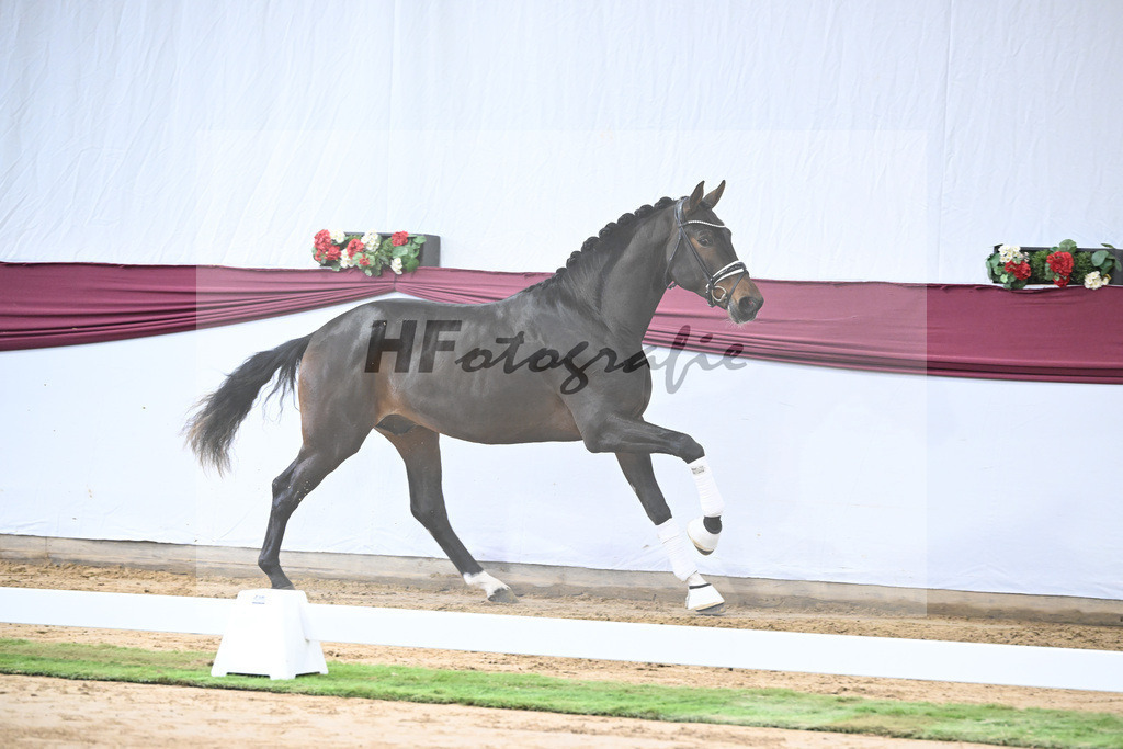 Kat-Nr. 139 Escolar x Rubin-Royal_2M2 Horese I Bastad AB_47250331 | hf-fotografie - Realisiert mit Pictrs.com