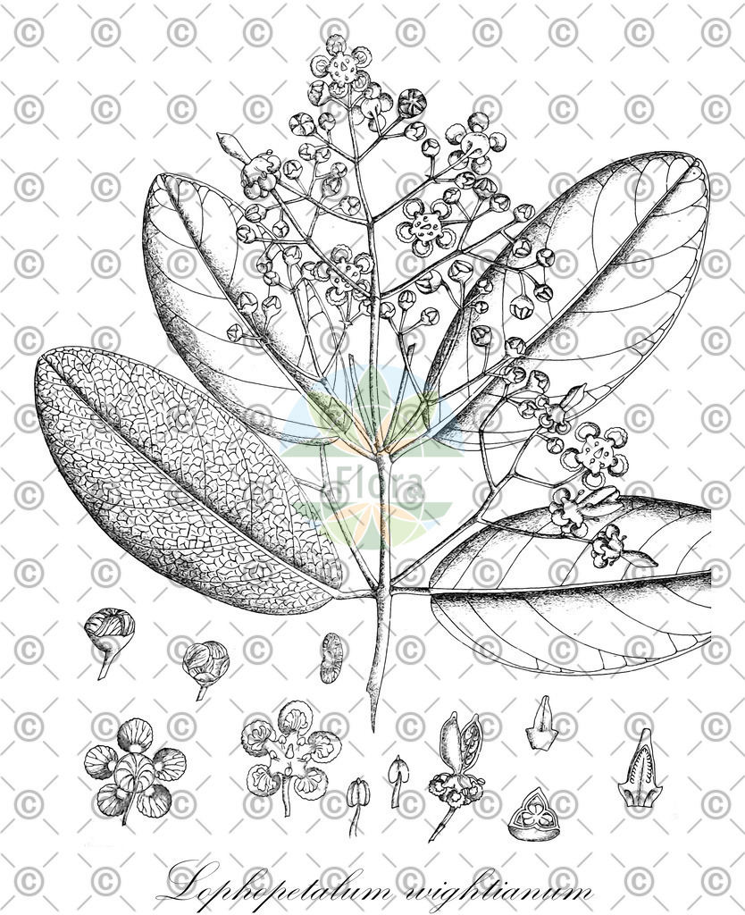 HistAbb_wfo-0001287424_2_ENZY_Simple | Historische Abbildung von Lophopetalum wightianum - Celastraceae | Historical Illustration of Lophopetalum wightianum - Celastraceae