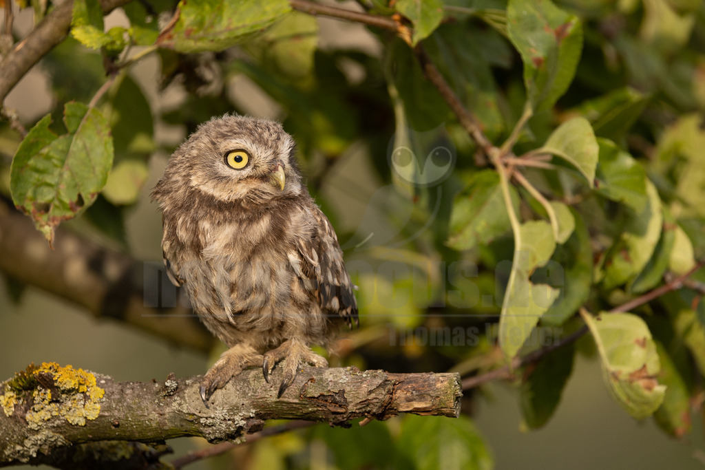 R5NF5381-20230607 | Der Steinkauz ist eine kleine, kurzschwänzige Eulenart aus der Familie der Eigentlichen Eulen. Das Verbreitungsgebiet des Steinkauzes erstreckt sich über Eurasien und Nordafrika. Er ist ein charakteristischer Bewohner der Baumsteppe mit spärlicher oder niedriger Vegetation und jagt bevorzugt auf dem Boden.  - Realisiert mit Pictrs.com