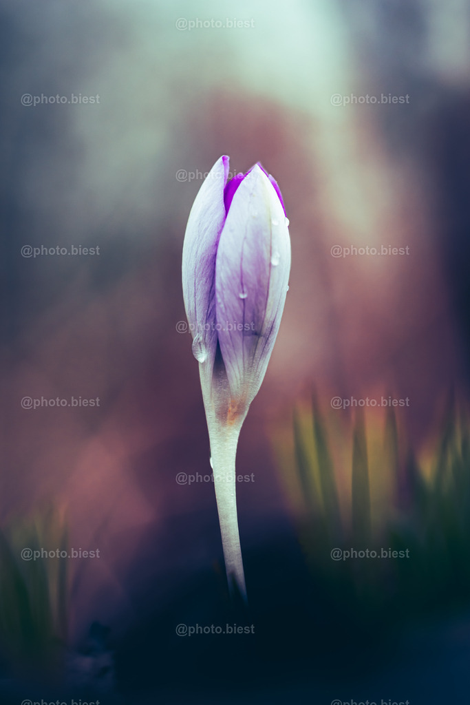Krokuspastell | Ein Krokus mit Tropfendetails. - Realisiert mit Pictrs.com