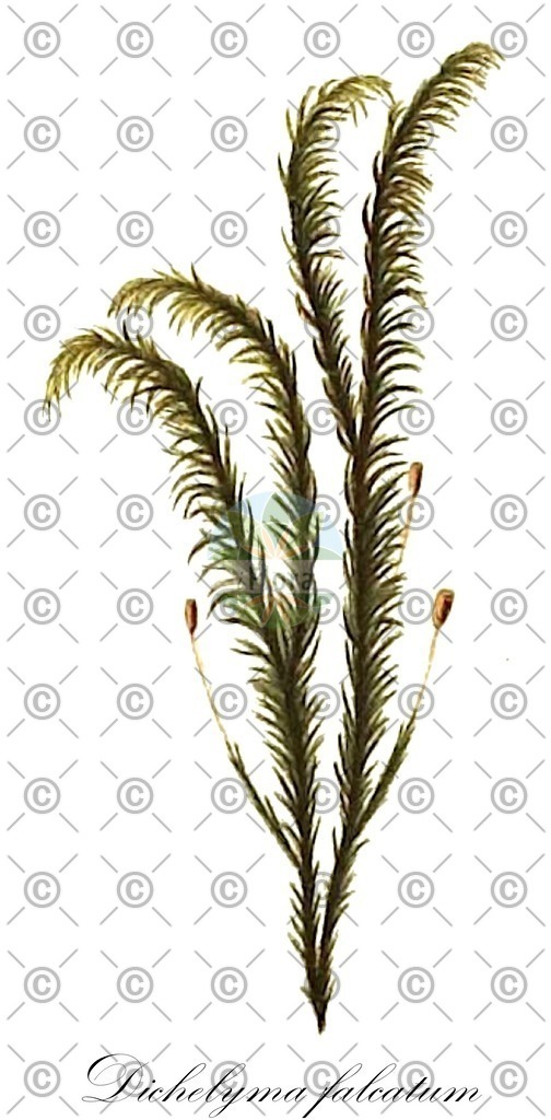 HistAbb_wfo-0000645527_2_ENZY_Simple | Historische Abbildung von Dichelyma falcatum - Fontinalaceae | Historical Illustration of Dichelyma falcatum - Fontinalaceae