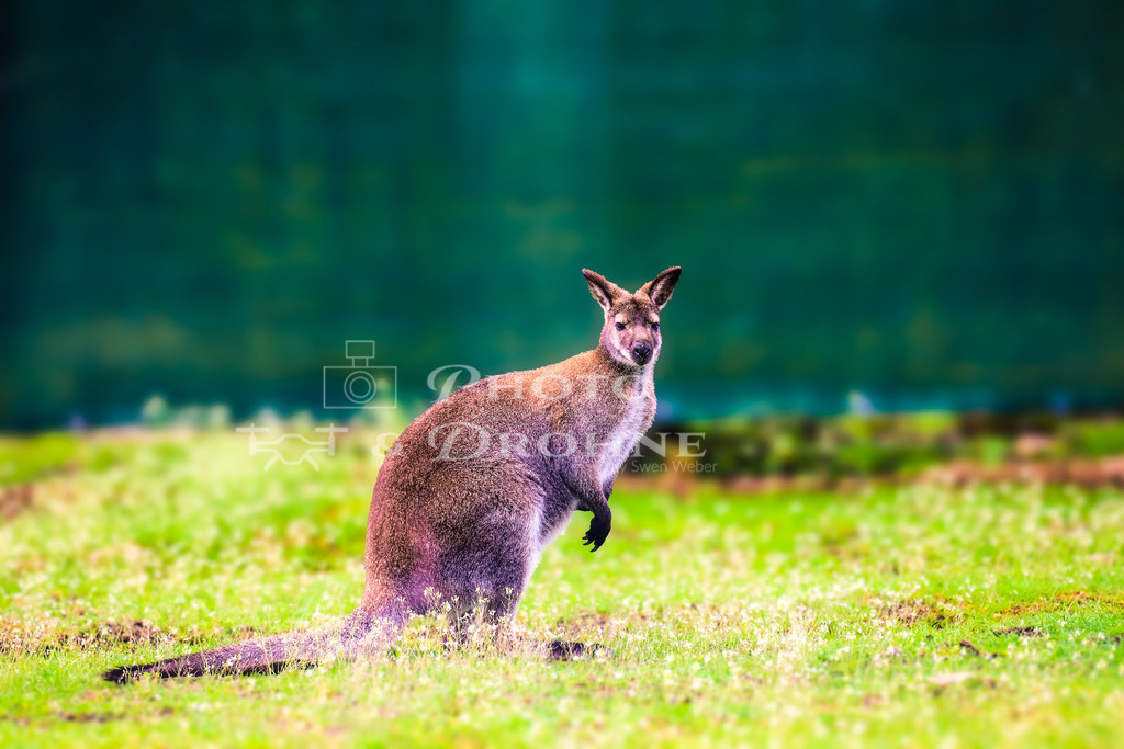 Bennett Wallaby-2835 | Bennett-Wallabys sind eine Art von Wallaby, die in Australien beheimatet sind. Sie gehören zur Familie der Kängurus und sind mit den größeren Arten wie dem Roten Riesenkänguru und dem Grauen Riesenkänguru verwandt. Bennett-Wallabys sind auch unter dem Namen Rotnackenwallaby bekannt. - Realisiert mit Pictrs.com