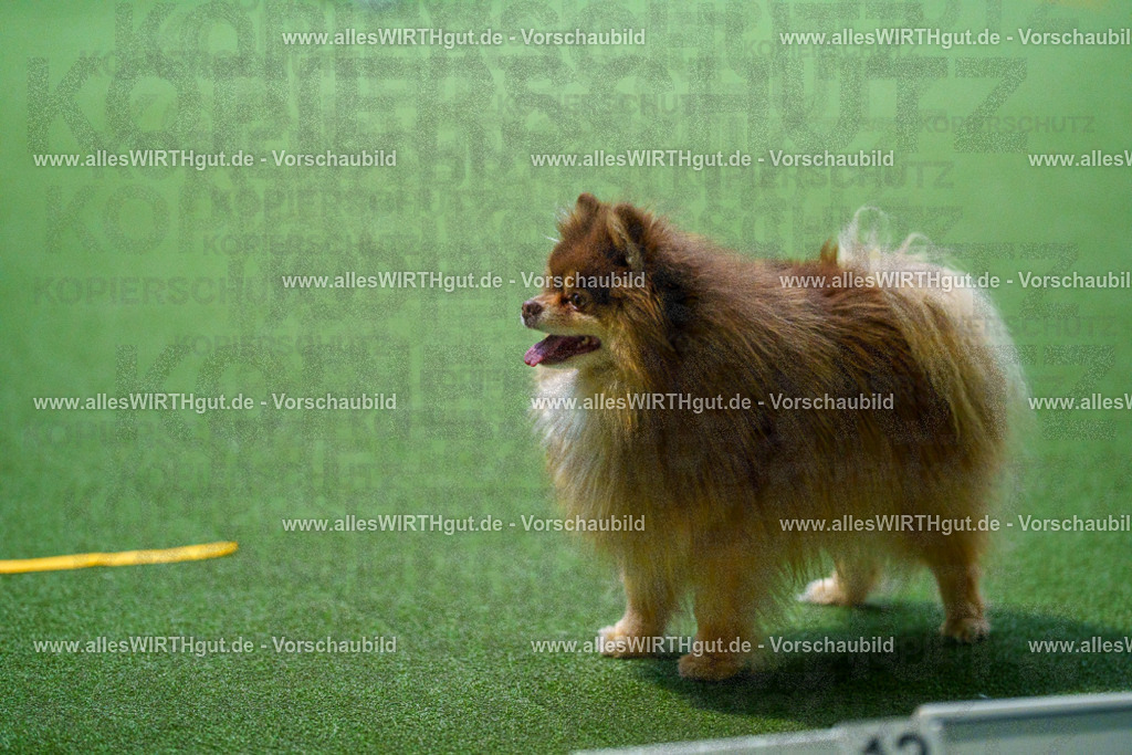 7R501810 | Professionelle Tierfotografie in Mönchengladbach von Daniel Wirth (allesWIRTHgut). Liebevolle & natürliche Bilder von Hunden & Katzen für unvergessliche Erinnerungen.