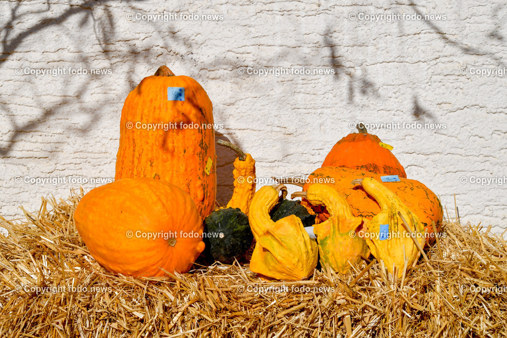 Linz_ 30.10.2025-7 | 30.10.2025, LINZ, AUT, Linz, im Bild Themenbild, Kuerbis, Oelkuerbis, Herbst, Ernte, Bauernmarkt, Stroh, Bio-Gemuese, Hofladen, regionale Produkte, saisonal, gesunde Ernaehrung, Kuerbissorten, Natur, laendlich, Erntedank, Gemuese, Kuerbisauslage, Landwirtschaft, Frische, Naturkost, Feature, Symbobild