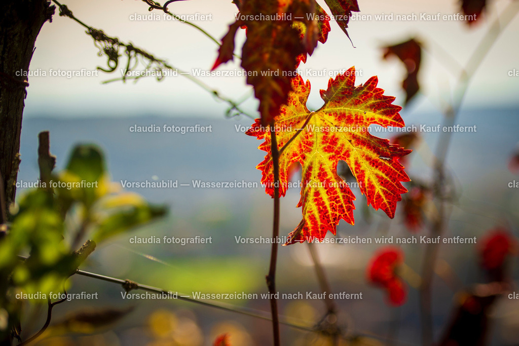 14_20221017_Rebberg_Weiningen__CMI9421.jpg_cmi | 15.10.2022: Inland; Weiningen;
Rebblatt am Rebstock in die Rebbergen in Weiningen, Zuerich
(Claudia Minder/claudia-fotografiert)