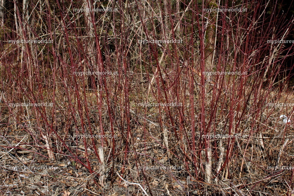 Roter Hartriegel-007 | Das Bilderarchiv über Tiere, Planzen und Landschaften. In der Bilddatenbank finden Sie ein große Auswahl an hochwertigen Bilder für Ihre Werbung - Realisiert mit Pictrs.com
