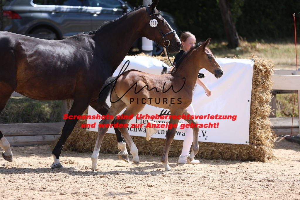 Fohlenschau_Schwäbisch_Hall_springbetonte_Fohlen_KN 20_16 | lmwpictures - Realisiert mit Pictrs.com