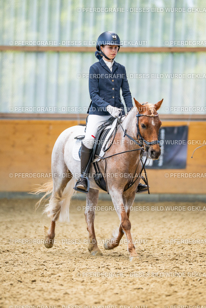 DSC02667 | Pferdegrafie