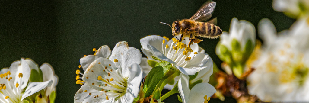 blueten-17 | <div id="allefotografen-seal-verified-green"></div><script src="https://www.allefotografen.de/956728/seal-verified-green/seal.js" async="async"></script> - Realisiert mit Pictrs.com