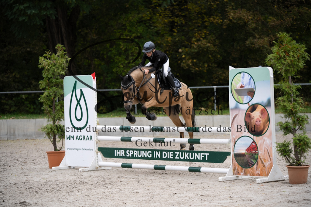 A7V08280 | Pferdefotograf