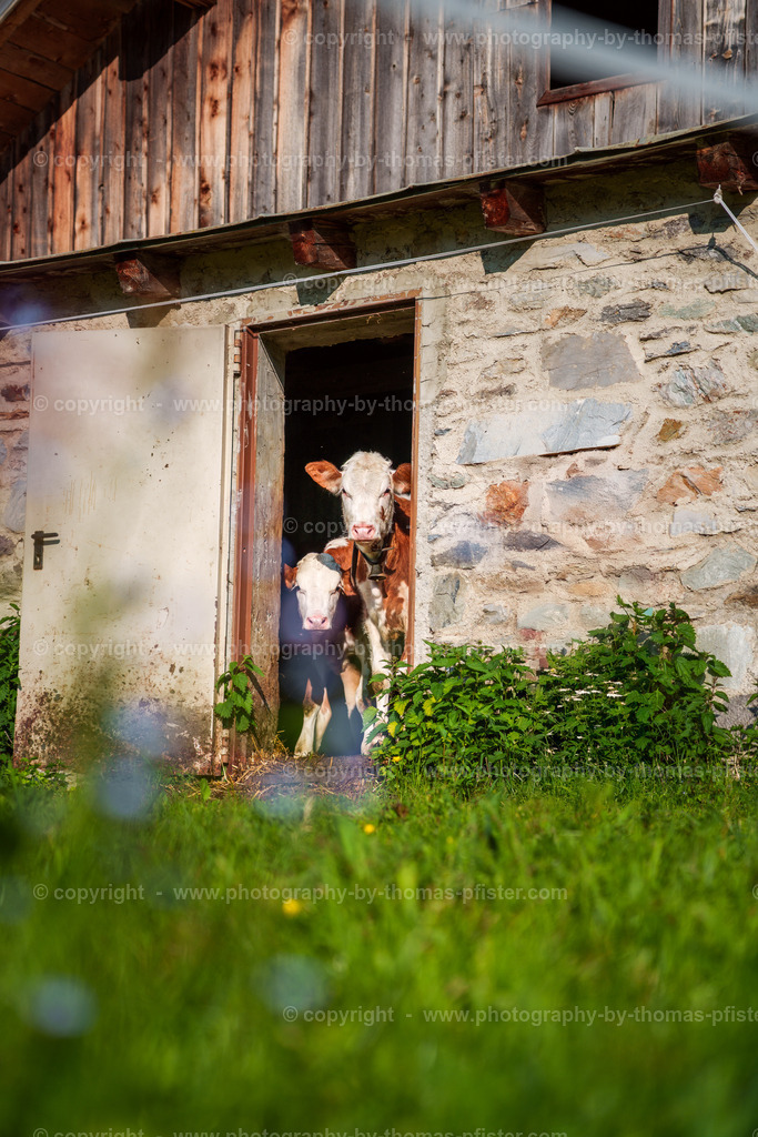 Kühe Loschbodenalm  copyright  Thomas Pfister-1 | PHOTOGRAPHY BY THOMAS PFISTER