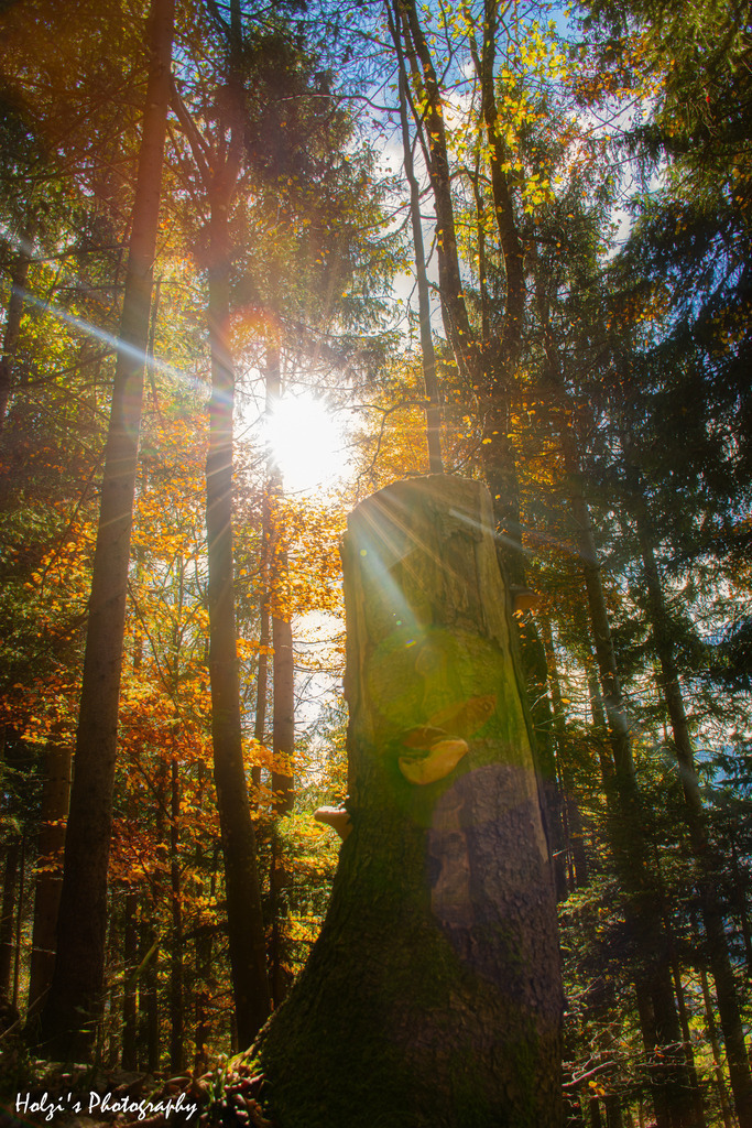 Light play in the golden leaf forest | Holzisphotography, Landschaftsfotografie, Wildlifefotogorafie - Realisiert mit Pictrs.com