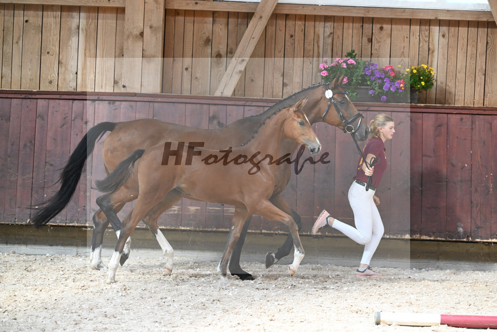 Kat-Nr. 7 SF Cascadello I x Cormint_Stoeger_32240493 | hf-fotografie - Realisiert mit Pictrs.com