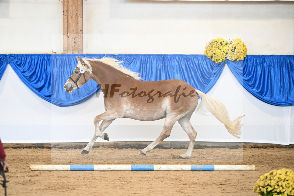 Bl. Band Kat-Nr. 9 Nina v. Sonnenkoenig Gold_Haenle_48251431 | hf-fotografie - Realisiert mit Pictrs.com