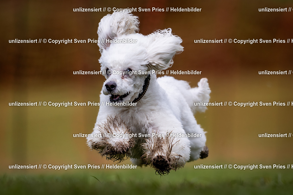 Sven Pries | 2024-04-21 - Hunderennen Baden-Oos
Foto: Sven Pries - Realisiert mit Pictrs.com