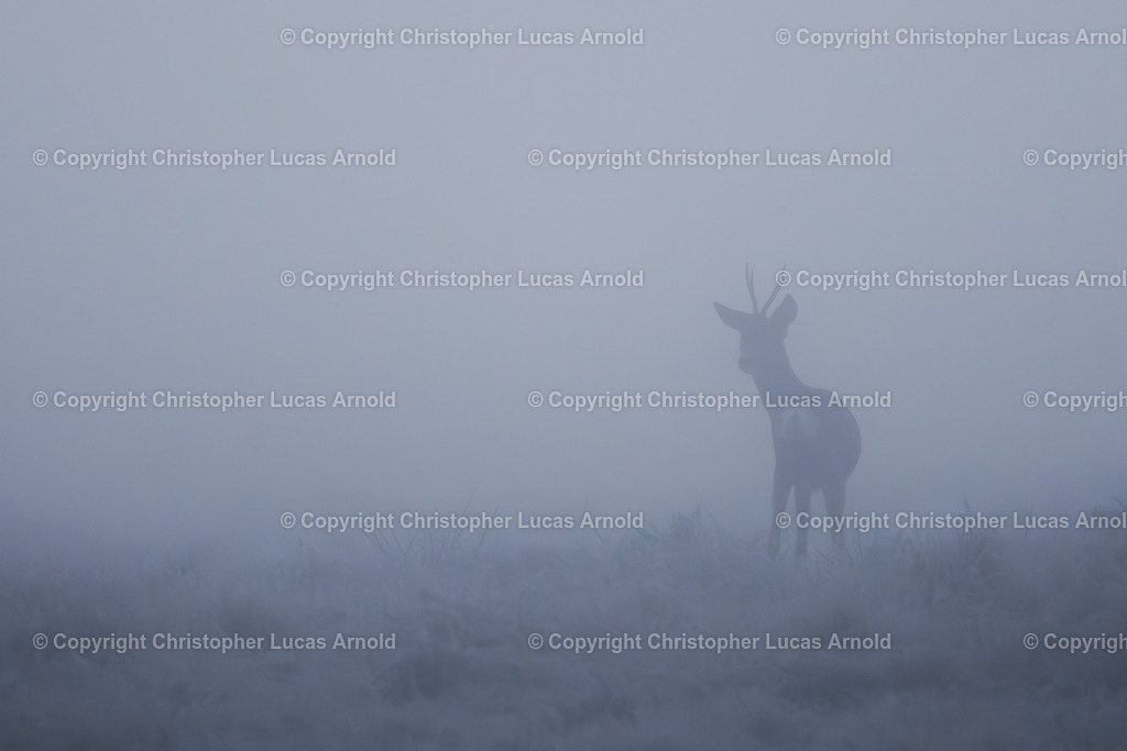 Rehbock im Nebel | bildkomponist - Realisiert mit Pictrs.com