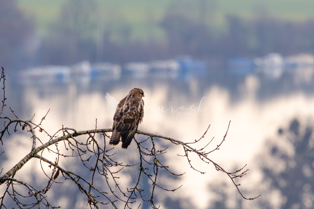 701A7256 | Sportbilder, Sportfotograf, Hochzeits- und Eventfotografin, Flugshows, Portraits und Tiershooting, Aviation, Downhill, Nationalleague, Swissleague, International