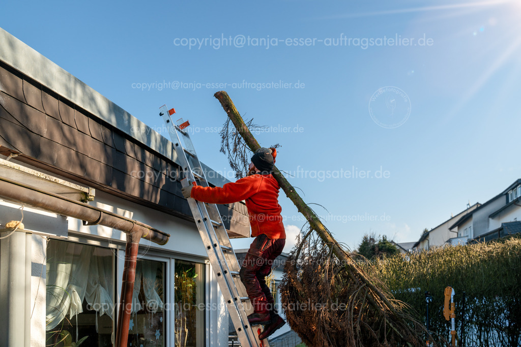 Baumschnitt Gaertner traegt Konifere Leiter hoch 2 W D | Ein Gärtner transportiert eine gefällte Konifere aus dem Garten über das Dach eines Hauses und steigt mit dem Baum auf der Schulter eine Leiter hinauf. 