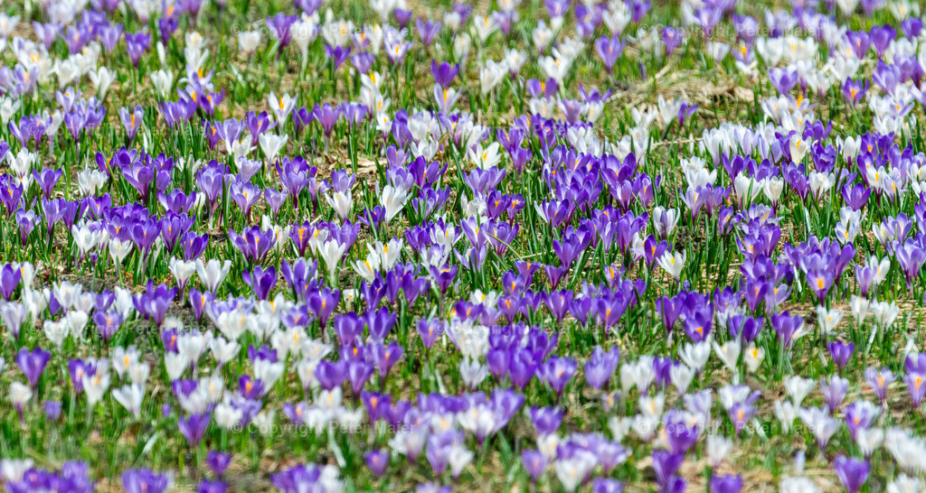 Lucknerhaus_Krokusse_24-2344 | piet_flosse