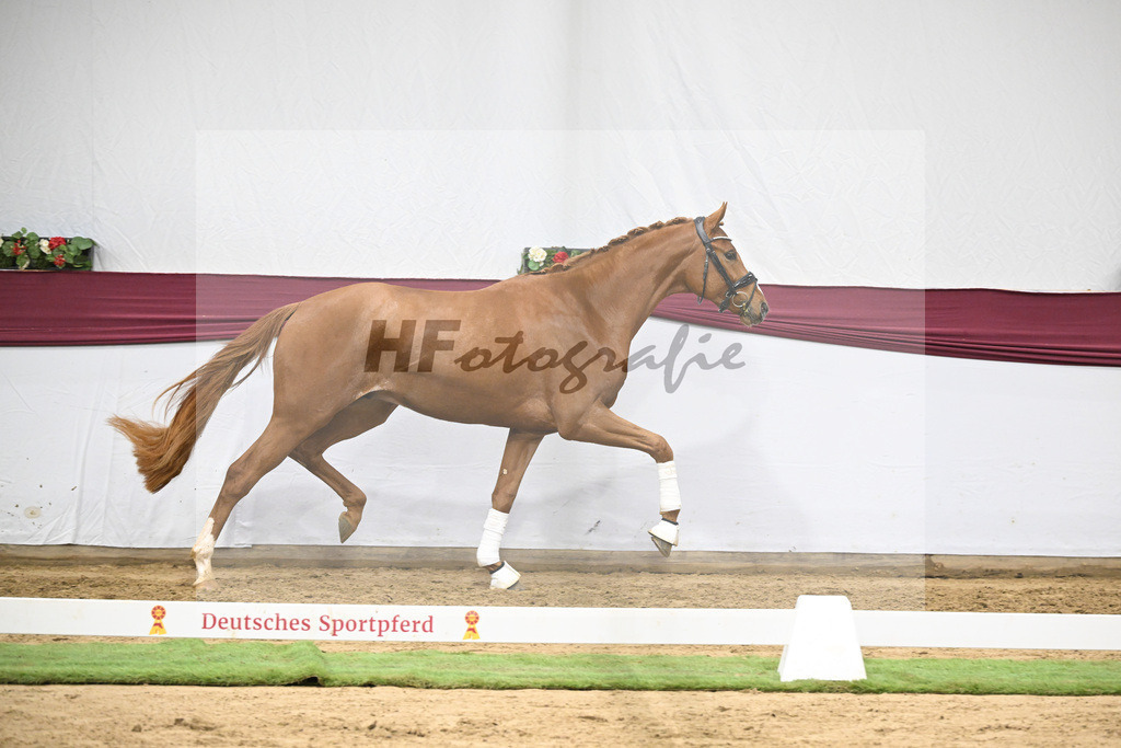 Kat-Nr. 137 Zackerey x Sarkozy_Joachim May_47254646 | hf-fotografie - Realisiert mit Pictrs.com