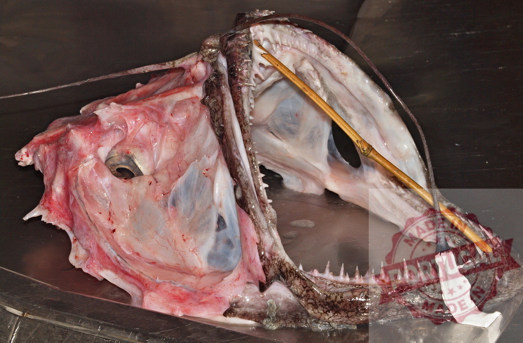 Dissecting an anglerfish head for biology science study | Anglerfish head with gaping mouth showing sharp teeth during a scientific dissection - Realisiert mit Pictrs.com