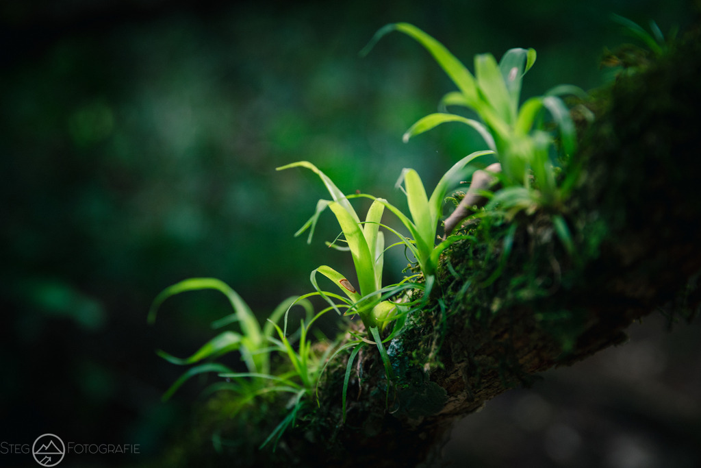 Junge Bromelien | Format 3 zu 2 - Realisiert mit Pictrs.com