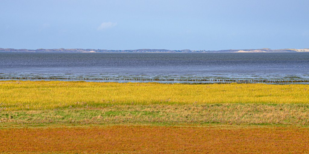 Heideblüte auf Sylt | Im Herbst blüht die Heide in goldgelb und rotorange auf Sylt. Der Blick geht hinaus über das Meer bis zur Nordspitze der Insel. — Auflösung des Originals: 6016 x 3008 px. - Realisiert mit Pictrs.com