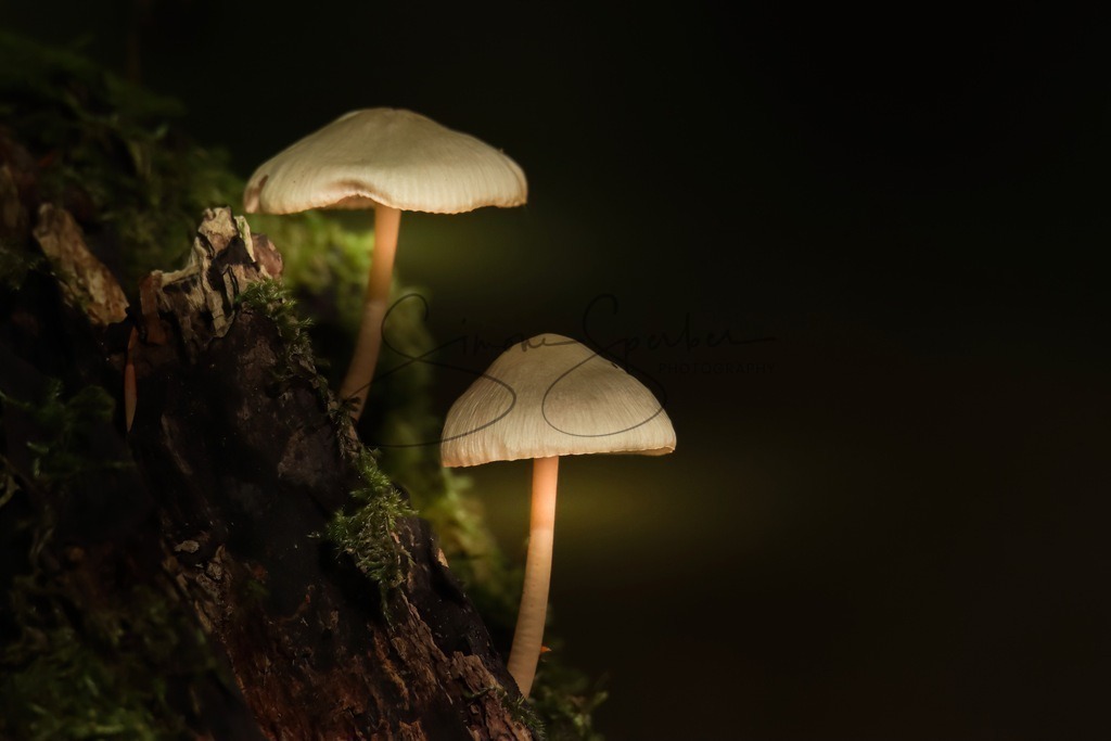 Laternen im Wald | Simone Sperber, svb-photography,Fotografin,Bilddesignerin,Naturfotografie,Macrofotografie,Tierfotografie,Wildtierfotografie,Ausstellungen,Auftragsfotografie,Kunst,Art,Photographer,Shootings,Bildberatbeitung,Galerie,Shop