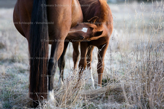 _MG_0217s | Fotografie Schlaupitz
