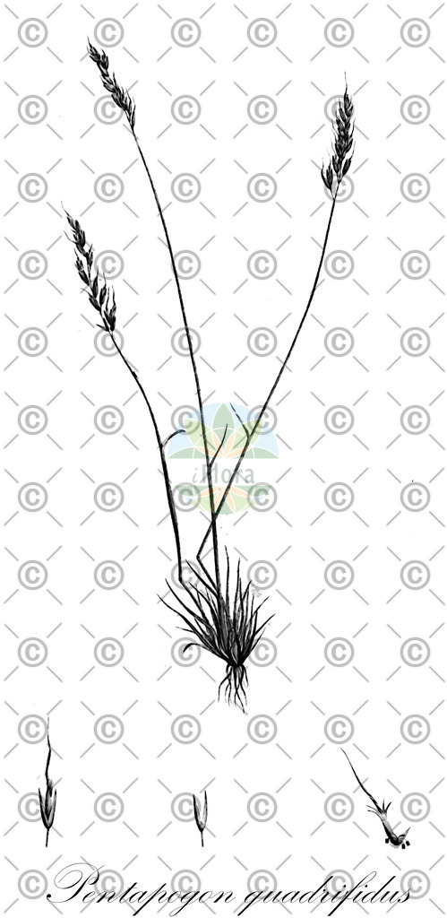 HistAbb_wfo-0000266958_1_ENZY_Simple | Historische Abbildung von Pentapogon quadrifidus - Poaceae | Historical Illustration of Pentapogon quadrifidus - Poaceae