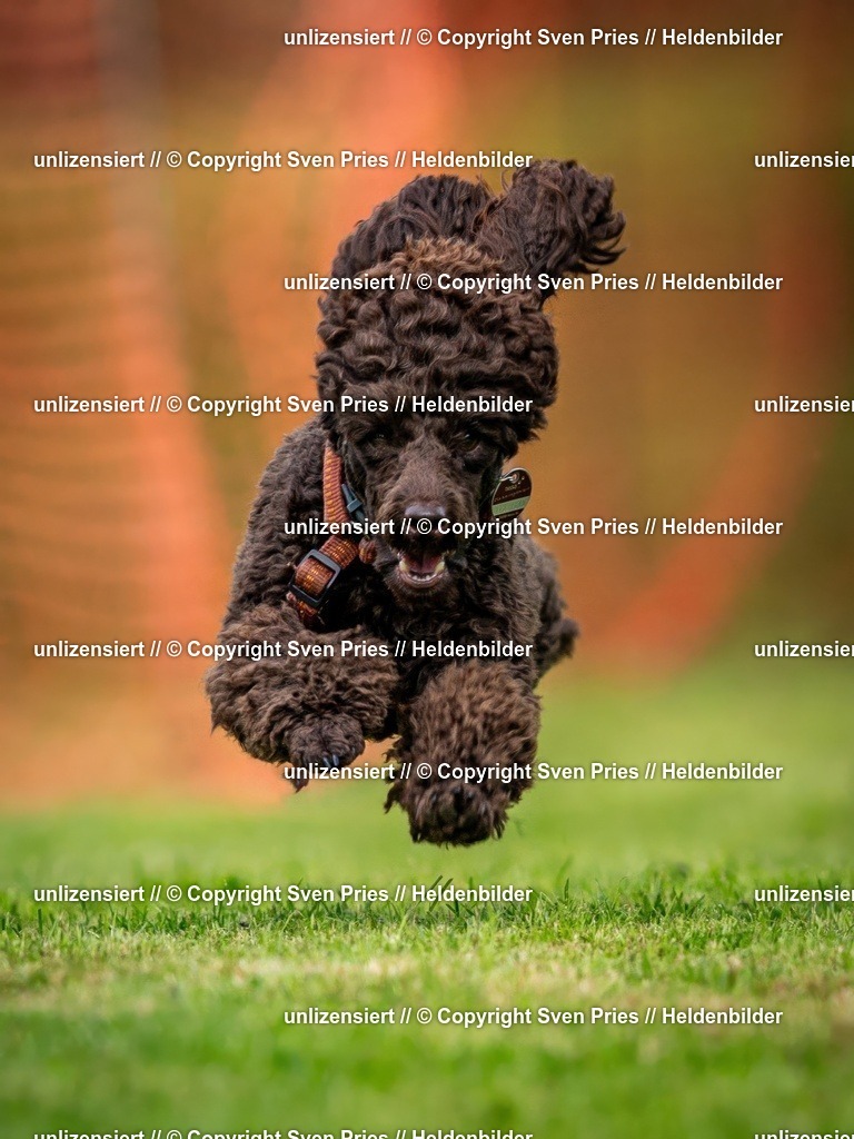 Sven Pries | 2024-09-22 - Hunderennen Baden-BadenPudelverein - Realisiert mit Pictrs.com