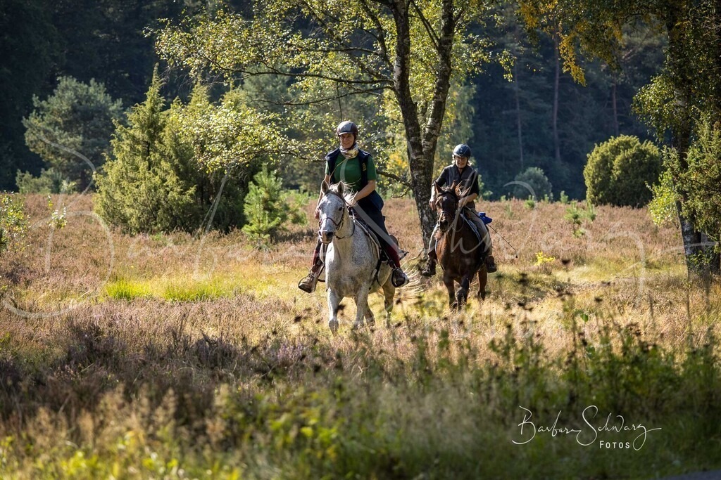 DdLH-WehlenerHeide_2025-09-20_162 | Fotografie, Veranstaltungs-Fotografie, Pferde-Fotografie, Landschafts-Fotografie, Reise-Fotografie - Realisiert mit Pictrs.com