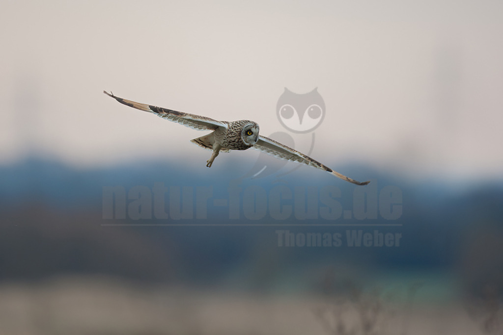 20080324_08270716921 | 
Sumpfohreule

Sumpfohreule (Asio flammeus)
Systematik
Klasse:	Vögel (Aves)
Ordnung:	Eulen (Strigiformes)
Familie:	Eigentliche Eulen (Strigidae)
Gattung:	Ohreulen (Asio)
Art:	Sumpfohreule
Wissenschaftlicher Name
Asio flammeus
(Pontoppidan, 1763)
Die Sumpfohreule (Asio flammeus) ist eine Vogelart aus der Gattung der Ohreulen (Asio) innerhalb der Familie der Eigentlichen Eulen (Strigidae). Ihre kurzen Federohren sind meist angelegt und somit nicht sichtbar. Der englische Name Short Eared Owl betont dieses Merkmal, während der deutsche die Lebensraumpräferenzen der Art für Feucht- und Marschgebiete unterstreicht. - Realisiert mit Pictrs.com