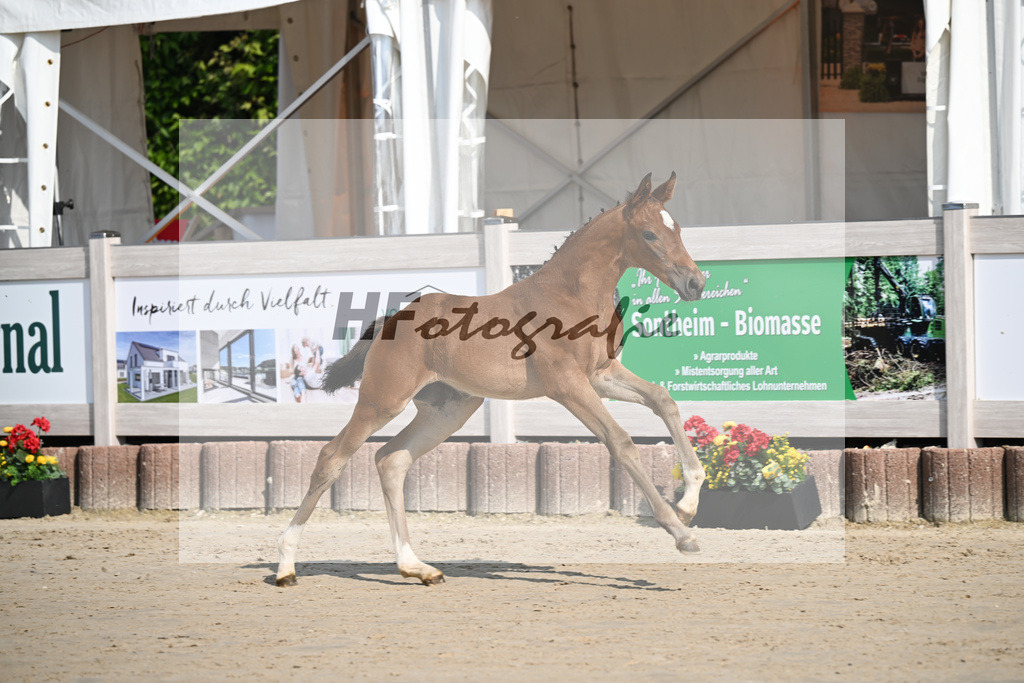 Fuerst Zonik x Vitalis_SF_Haering_12250019 | hf-fotografie - Realisiert mit Pictrs.com