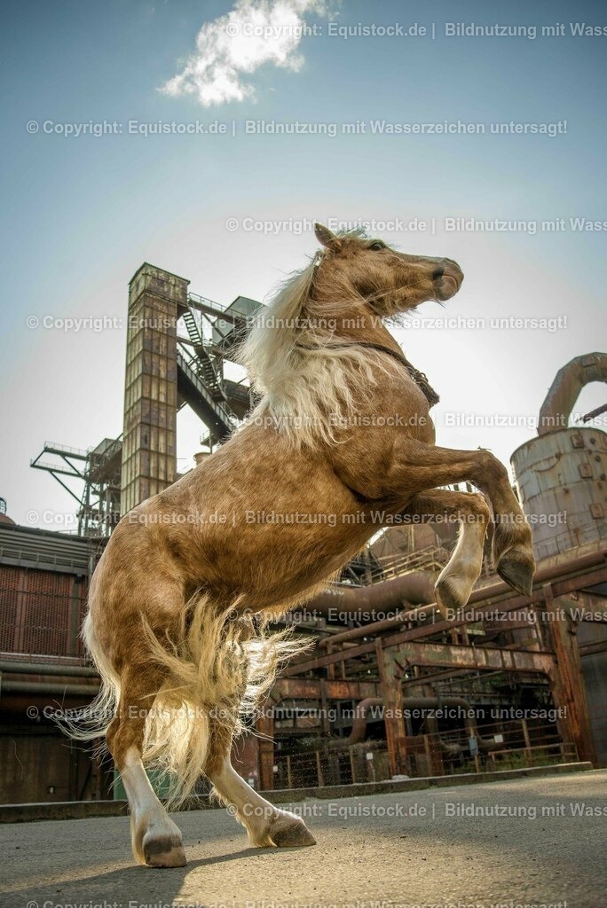 160415_Palomino_Pony_in_Industrieanlage_0004 | Foto: Thomas Hartig