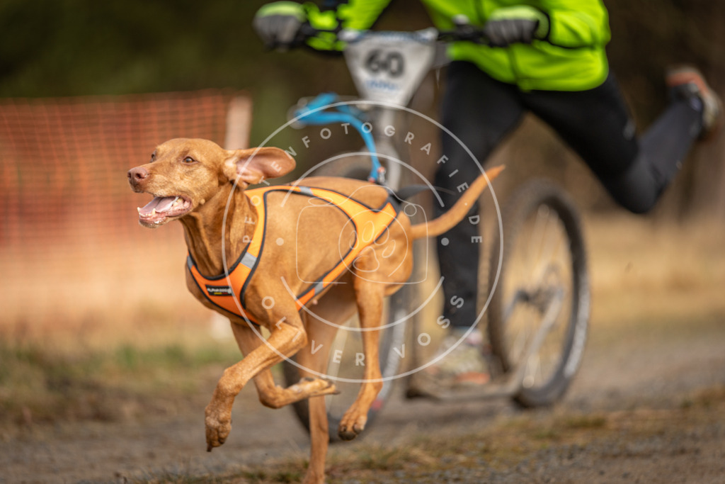 DV3A3531 | Hundefotografie, Tierfotograf, Pfotenfotografie, Fotoshooting Hund, Hunde Portrait, Hundesport, Hundeportraits, Heideshooting, Hunde, Sportfotograf, Hundefotograf, Turnierhundsport, THS,  - Realisiert mit Pictrs.com