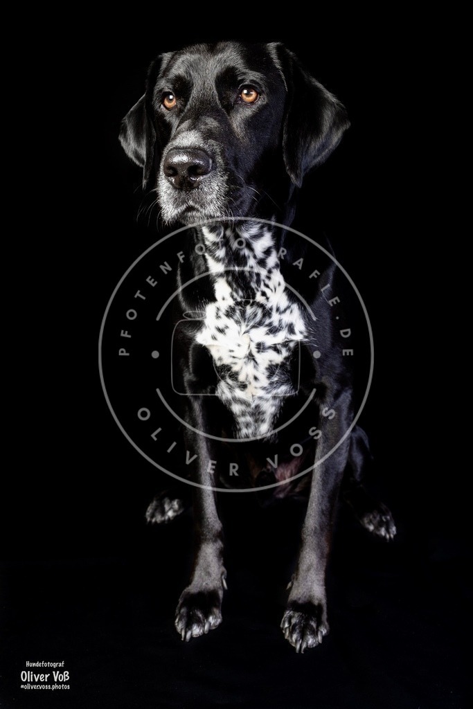 ulrich_0l8a9269 | Hundefotografie, Tierfotograf, Pfotenfotografie, Fotoshooting Hund, Hunde Portrait, Hundesport, Hundeportraits, Heideshooting, Hunde, Sportfotograf, Hundefotograf, Turnierhundsport, THS,  - Realisiert mit Pictrs.com