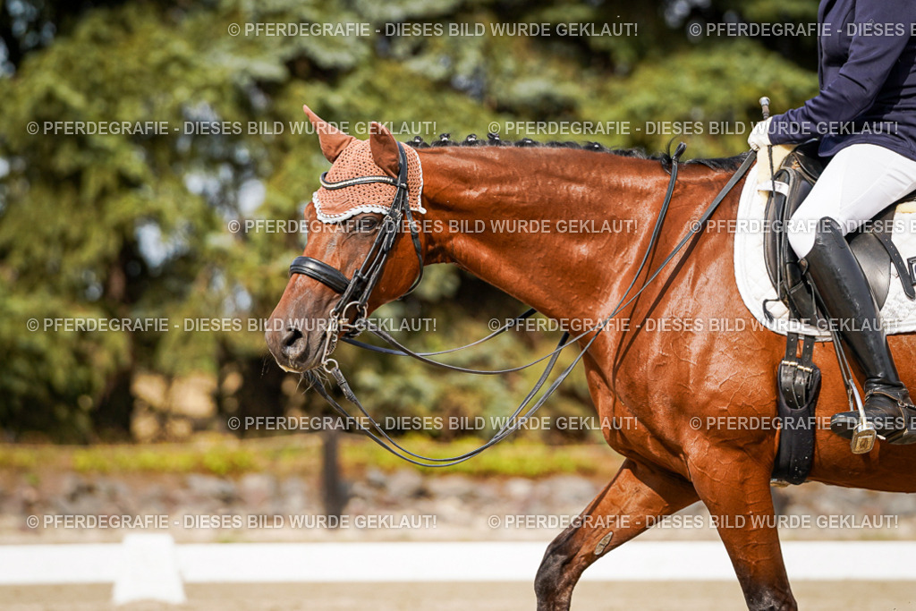 DSC07294 | Pferdegrafie