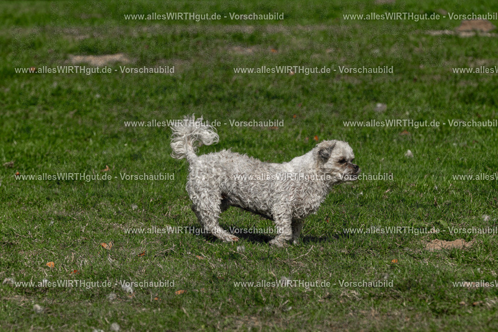Hundeschwimmen_Volksbad_2026-allesWIRTHgut_Tierfotografie-2609061520-FAY07195 | Professionelle Tierfotografie in Mönchengladbach von Daniel Wirth (allesWIRTHgut). Liebevolle & natürliche Bilder von Hunden & Katzen für unvergessliche Erinnerungen.