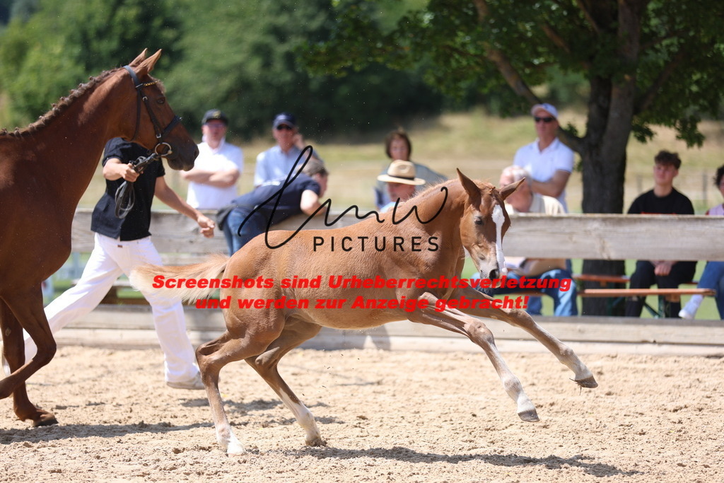 Fohlenschau_Schwäbisch_Hall_springbetonte_Fohlen_KN 54_3 | lmwpictures - Realisiert mit Pictrs.com